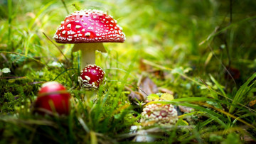 Картинка природа грибы +мухомор семейка