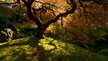 Картинка природа лес деревья