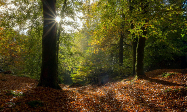 Обои картинки фото природа, лес, осень, листья, листопад
