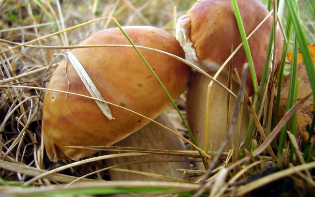 Обои картинки фото природа, грибы, боровик