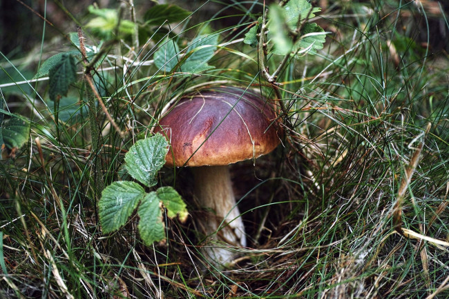 Обои картинки фото природа, грибы, боровик