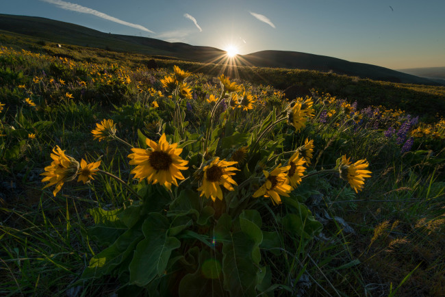 Обои картинки фото природа, луга, рассвет