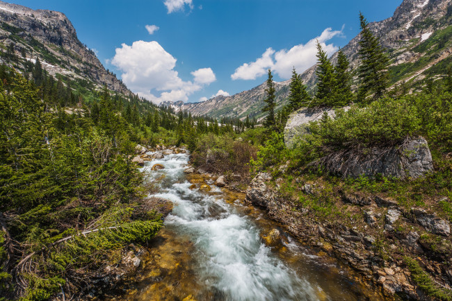 Обои картинки фото природа, реки, озера, река, лес