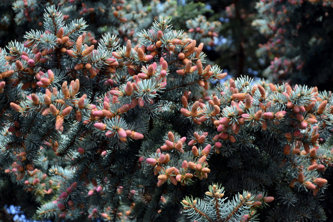 Обои картинки фото природа, шишки,  жёлуди,  каштаны, весна