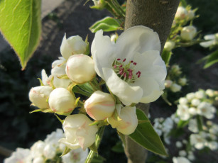 Картинка цветы цветущие+деревья+ +кустарники весна 2018