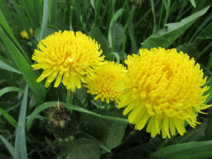 Картинка цветы одуванчики весна 2018