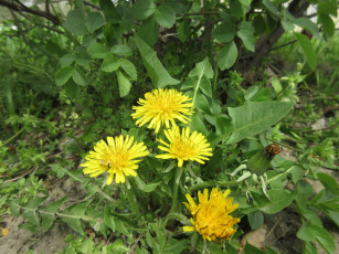 Картинка цветы одуванчики весна 2018