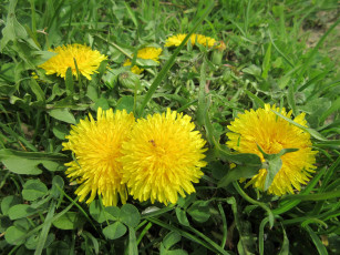 Картинка цветы одуванчики весна 2018