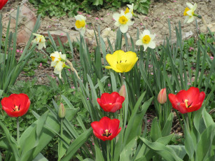 Картинка цветы разные+вместе весна 2018