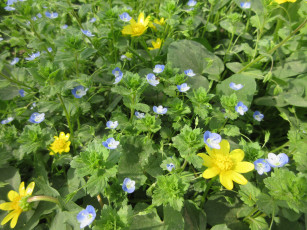 Картинка цветы разные+вместе весна 2018