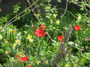 Картинка цветы разные+вместе весна 2018