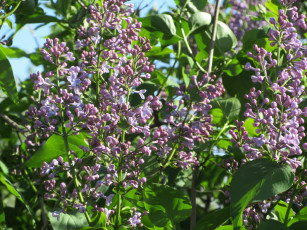 Картинка цветы сирень весна 2018