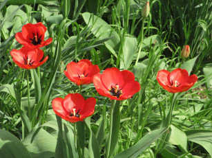 Картинка цветы тюльпаны весна 2018