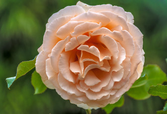 Картинка цветы розы роза макро лепестки