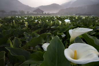 Картинка цветы каллы природа поле