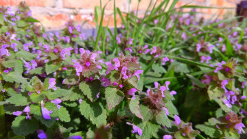 Картинка цветы луговые+ полевые +цветы апрель весна 2018