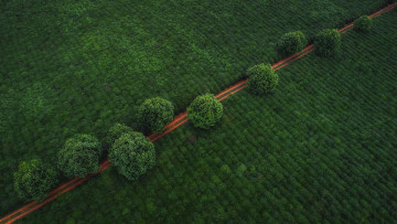 Картинка природа дороги дорога деревья поле