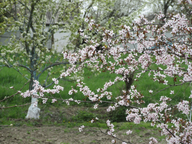 Обои картинки фото цветы, цветущие деревья ,  кустарники, весна, 2018