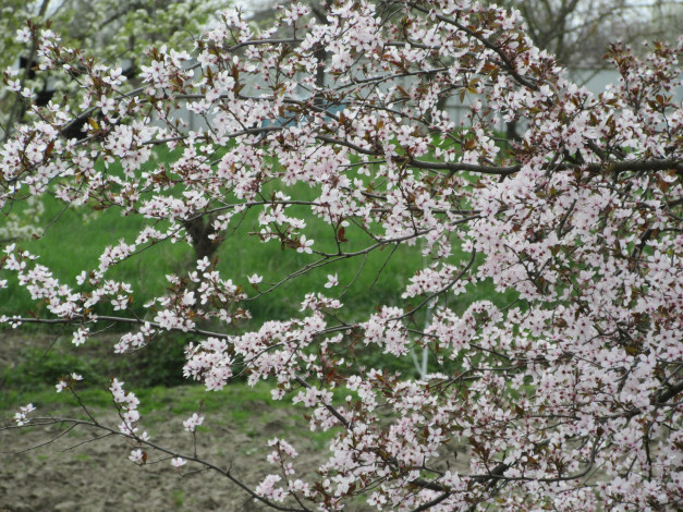 Обои картинки фото цветы, цветущие деревья ,  кустарники, весна, 2018