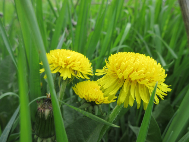 Обои картинки фото цветы, одуванчики, весна, 2018
