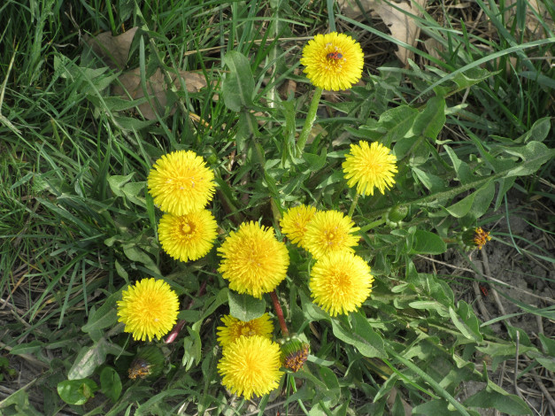 Обои картинки фото цветы, одуванчики, весна, 2018