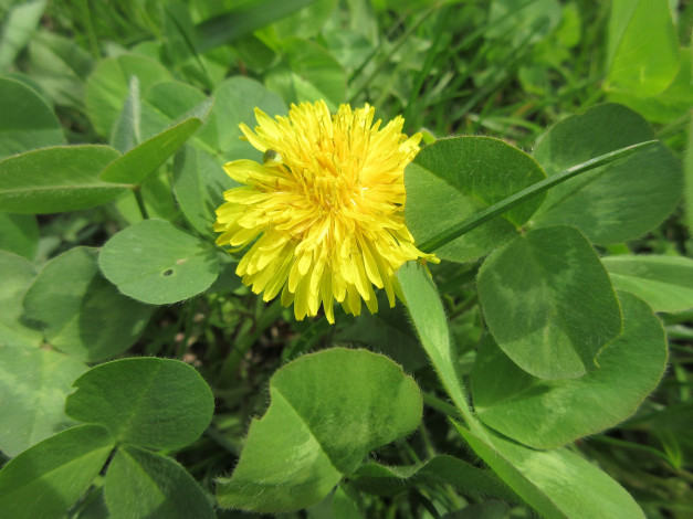 Обои картинки фото цветы, одуванчики, весна, 2018