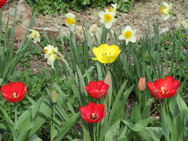 Обои картинки фото цветы, разные вместе, весна, 2018