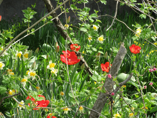 Обои картинки фото цветы, разные вместе, весна, 2018