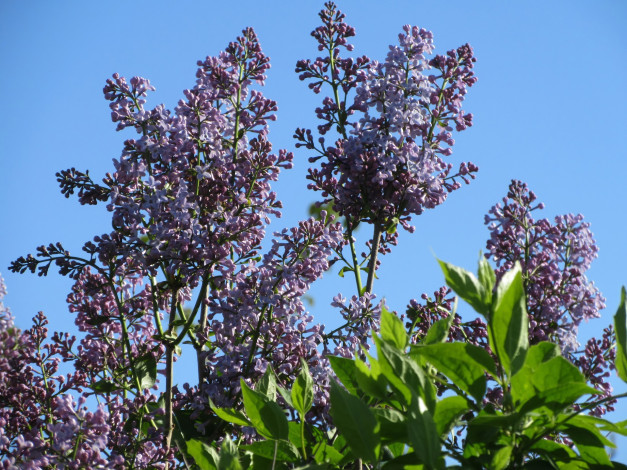 Обои картинки фото цветы, сирень, весна, 2018