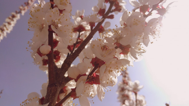 Обои картинки фото цветы, цветущие деревья ,  кустарники, весна, 2018, апрель