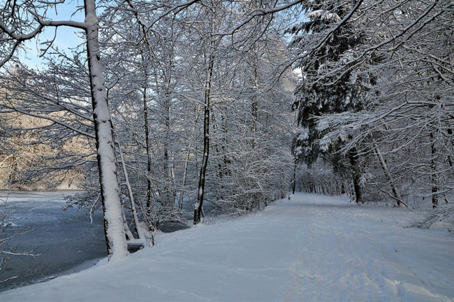 Обои картинки фото природа, зима, снег, лес