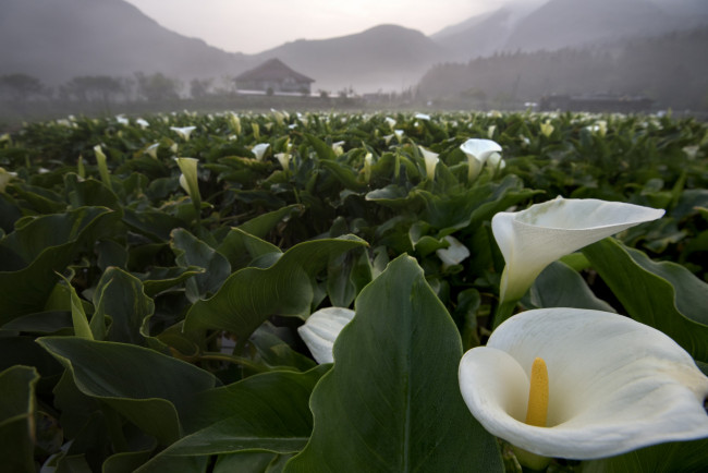 Обои картинки фото цветы, каллы, природа, поле