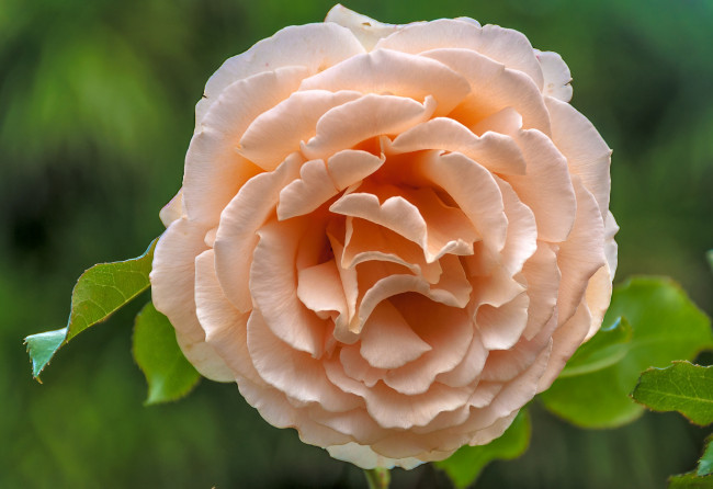 Обои картинки фото цветы, розы, роза, макро, лепестки