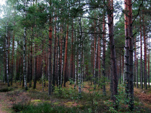 Картинка природа лес березки сосны