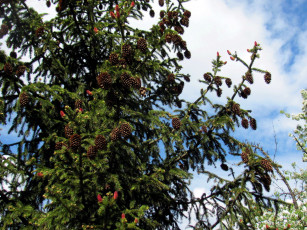 Картинка природа шишки +жёлуди +каштаны ель