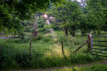 Картинка природа лес простор