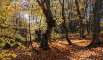 Картинка природа лес листопад осень