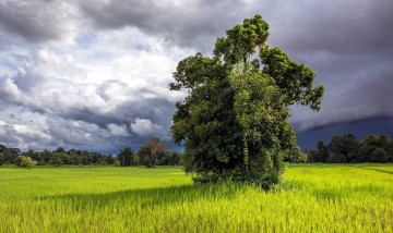 Картинка природа деревья лето тучи дерево луг