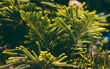 Картинка природа листья туя