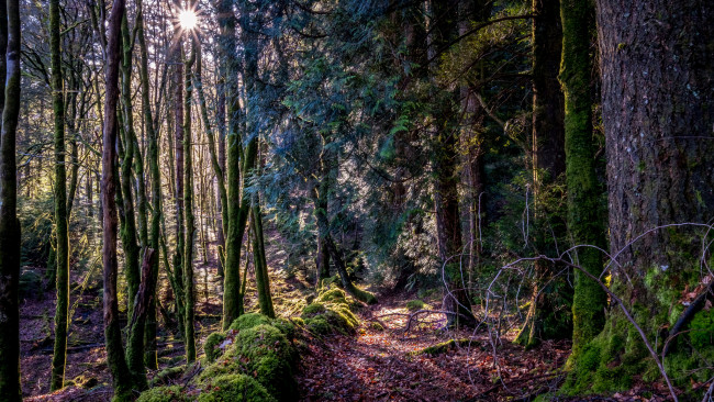 Обои картинки фото природа, лес, простор