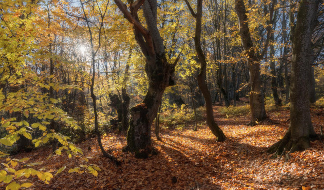 Обои картинки фото природа, лес, листопад, осень