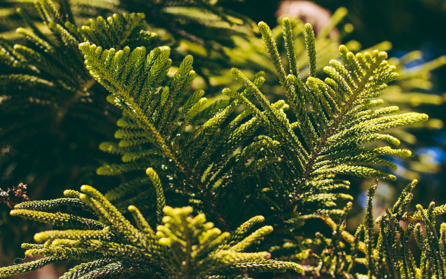 Обои картинки фото природа, листья, туя