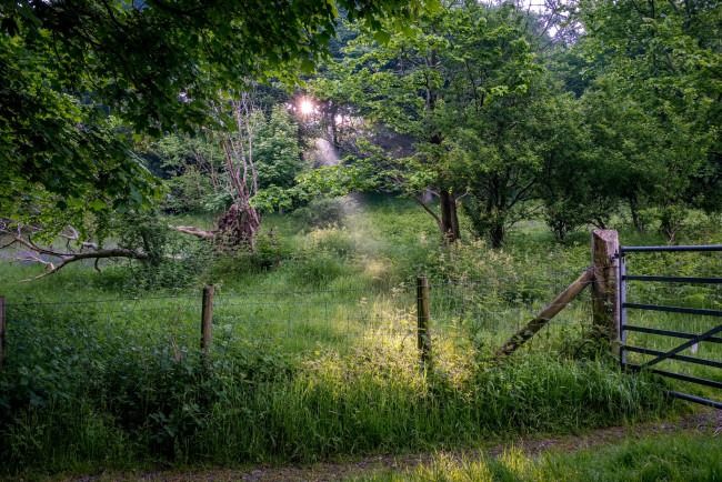 Обои картинки фото природа, лес, простор