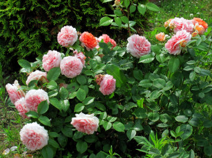 Картинка цветы розы розовые куст