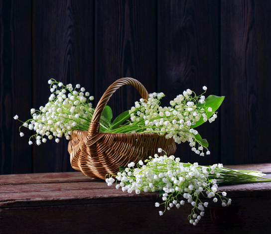 Обои картинки фото цветы, ландыши, корзинка, майские, весна