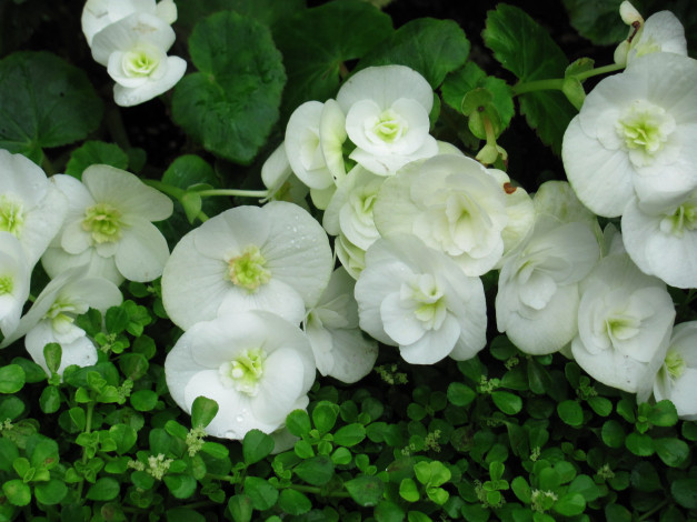 Обои картинки фото цветы, бегония, белая