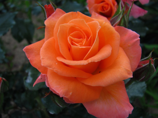 Обои картинки фото цветы, розы, персиковая, роза, макро