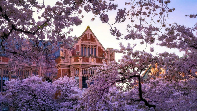 Обои картинки фото города, вашингтон , сша, весна, цветущие, деревья