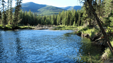 Картинка wapiti+river british+columbia природа реки озера wapiti river british columbia