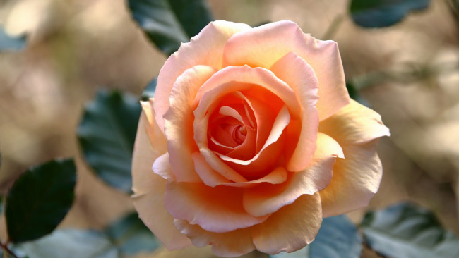 Обои картинки фото цветы, розы, чайная, роза, макро